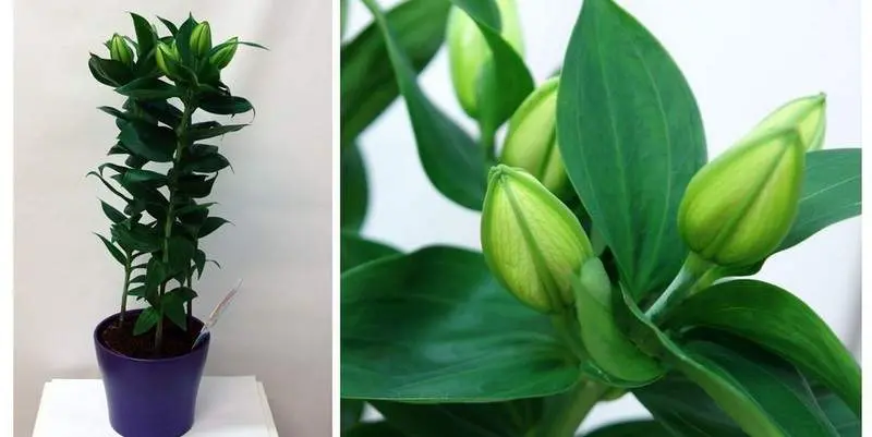 Лилия Ориенталис Сувенир Д12 Н35