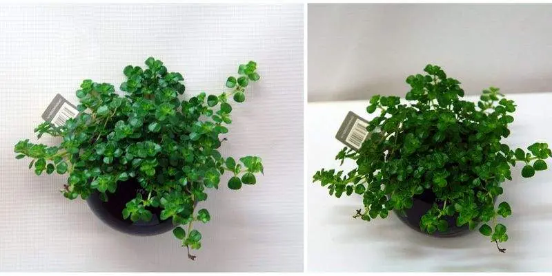 Пеперомия в кашпо на магните Д5